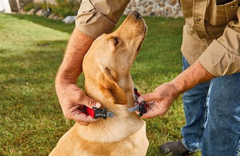 How does a flea collar work. Things To Know About How does a flea collar work. 